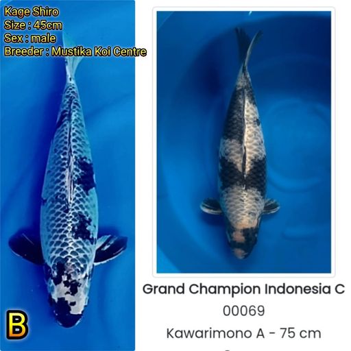 Lelang Koi Online, Jual Beli Ikan Koi, Pusat Jual Beli Koi, Info Lelang Koi Hari Ini, Platform Jual Beli Koi, Jual Beli Ikan Koi Online, Marketplace Ikan Koi, Jual Koi Terbaik, Tempat Beli Koi Berkualitas, Pasar Ikan Koi Online Terpercaya, Penjual Ikan Koi Terpercaya, Beli Koi Hias Online, Ikan Koi untuk Dijual, Koi Kualitas Terbaik, Toko Online Ikan Koi, Koi Hias Untuk Dijual, Jual Beli Ikan Koi Lokal, Koi Indonesia Online, Pusat Jual Beli Koi Terbesar