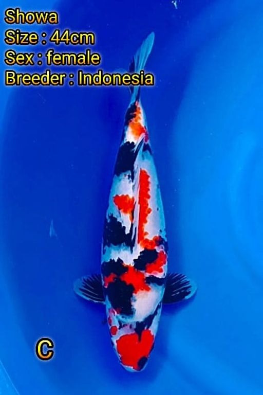Lelang Koi Online, Jual Beli Ikan Koi, Pusat Jual Beli Koi, Info Lelang Koi Hari Ini, Platform Jual Beli Koi, Jual Beli Ikan Koi Online, Marketplace Ikan Koi, Jual Koi Terbaik, Tempat Beli Koi Berkualitas, Pasar Ikan Koi Online Terpercaya, Penjual Ikan Koi Terpercaya, Beli Koi Hias Online, Ikan Koi untuk Dijual, Koi Kualitas Terbaik, Toko Online Ikan Koi, Koi Hias Untuk Dijual, Jual Beli Ikan Koi Lokal, Koi Indonesia Online, Pusat Jual Beli Koi Terbesar