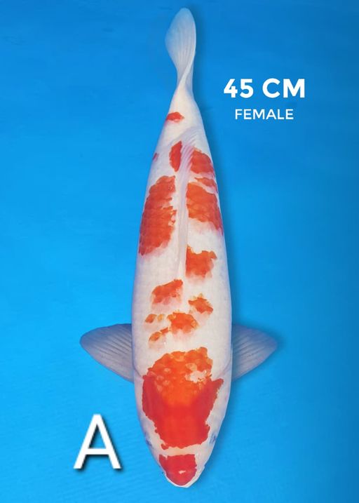 Lelang Koi Online, Jual Beli Ikan Koi, Pusat Jual Beli Koi, Info Lelang Koi Hari Ini, Platform Jual Beli Koi, Jual Beli Ikan Koi Online, Marketplace Ikan Koi, Jual Koi Terbaik, Tempat Beli Koi Berkualitas, Pasar Ikan Koi Online Terpercaya, Penjual Ikan Koi Terpercaya, Beli Koi Hias Online, Ikan Koi untuk Dijual, Koi Kualitas Terbaik, Toko Online Ikan Koi, Koi Hias Untuk Dijual, Jual Beli Ikan Koi Lokal, Koi Indonesia Online, Pusat Jual Beli Koi Terbesar