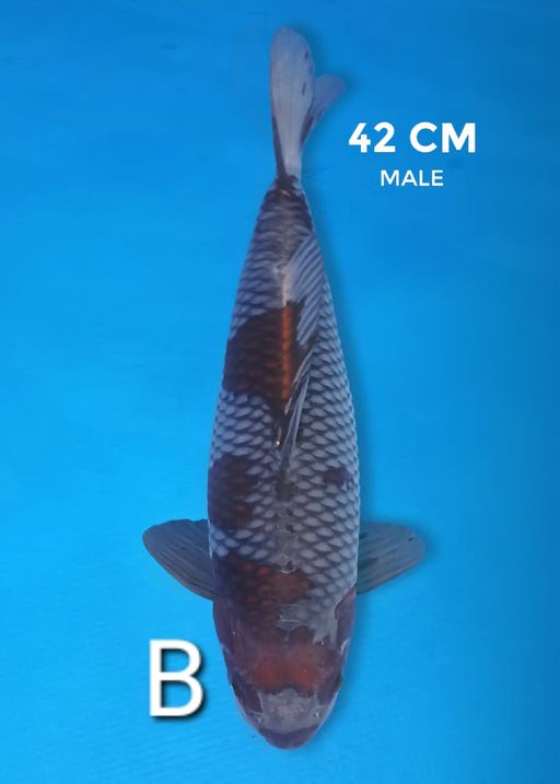 Lelang Koi Online, Jual Beli Ikan Koi, Pusat Jual Beli Koi, Info Lelang Koi Hari Ini, Platform Jual Beli Koi, Jual Beli Ikan Koi Online, Marketplace Ikan Koi, Jual Koi Terbaik, Tempat Beli Koi Berkualitas, Pasar Ikan Koi Online Terpercaya, Penjual Ikan Koi Terpercaya, Beli Koi Hias Online, Ikan Koi untuk Dijual, Koi Kualitas Terbaik, Toko Online Ikan Koi, Koi Hias Untuk Dijual, Jual Beli Ikan Koi Lokal, Koi Indonesia Online, Pusat Jual Beli Koi Terbesar