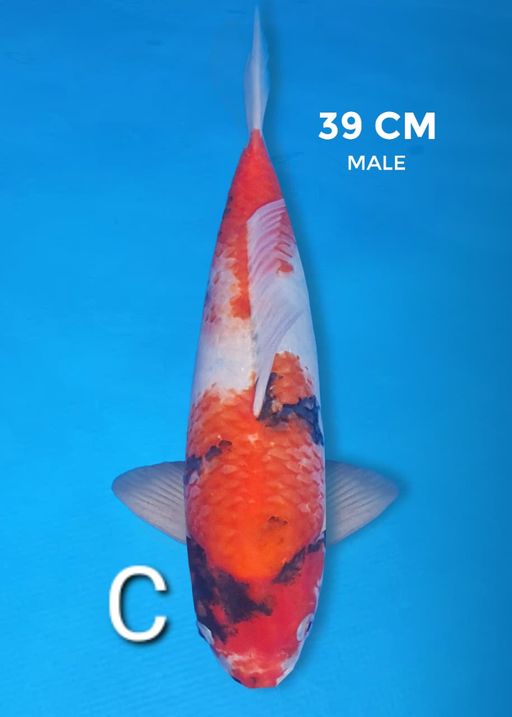 Lelang Koi Online, Jual Beli Ikan Koi, Pusat Jual Beli Koi, Info Lelang Koi Hari Ini, Platform Jual Beli Koi, Jual Beli Ikan Koi Online, Marketplace Ikan Koi, Jual Koi Terbaik, Tempat Beli Koi Berkualitas, Pasar Ikan Koi Online Terpercaya, Penjual Ikan Koi Terpercaya, Beli Koi Hias Online, Ikan Koi untuk Dijual, Koi Kualitas Terbaik, Toko Online Ikan Koi, Koi Hias Untuk Dijual, Jual Beli Ikan Koi Lokal, Koi Indonesia Online, Pusat Jual Beli Koi Terbesar