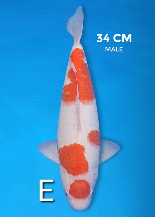 Lelang Koi Online, Jual Beli Ikan Koi, Pusat Jual Beli Koi, Info Lelang Koi Hari Ini, Platform Jual Beli Koi, Jual Beli Ikan Koi Online, Marketplace Ikan Koi, Jual Koi Terbaik, Tempat Beli Koi Berkualitas, Pasar Ikan Koi Online Terpercaya, Penjual Ikan Koi Terpercaya, Beli Koi Hias Online, Ikan Koi untuk Dijual, Koi Kualitas Terbaik, Toko Online Ikan Koi, Koi Hias Untuk Dijual, Jual Beli Ikan Koi Lokal, Koi Indonesia Online, Pusat Jual Beli Koi Terbesar