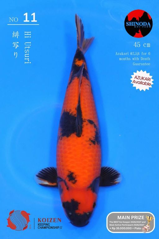 Lelang Koi Online, Jual Beli Ikan Koi, Pusat Jual Beli Koi, Info Lelang Koi Hari Ini, Platform Jual Beli Koi, Jual Beli Ikan Koi Online, Marketplace Ikan Koi, Jual Koi Terbaik, Tempat Beli Koi Berkualitas, Pasar Ikan Koi Online Terpercaya, Penjual Ikan Koi Terpercaya, Beli Koi Hias Online, Ikan Koi untuk Dijual, Koi Kualitas Terbaik, Toko Online Ikan Koi, Koi Hias Untuk Dijual, Jual Beli Ikan Koi Lokal, Koi Indonesia Online, Pusat Jual Beli Koi Terbesar