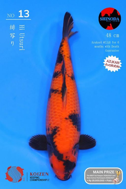 Lelang Koi Online, Jual Beli Ikan Koi, Pusat Jual Beli Koi, Info Lelang Koi Hari Ini, Platform Jual Beli Koi, Jual Beli Ikan Koi Online, Marketplace Ikan Koi, Jual Koi Terbaik, Tempat Beli Koi Berkualitas, Pasar Ikan Koi Online Terpercaya, Penjual Ikan Koi Terpercaya, Beli Koi Hias Online, Ikan Koi untuk Dijual, Koi Kualitas Terbaik, Toko Online Ikan Koi, Koi Hias Untuk Dijual, Jual Beli Ikan Koi Lokal, Koi Indonesia Online, Pusat Jual Beli Koi Terbesar