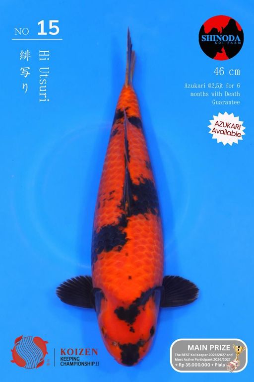 Lelang Koi Online, Jual Beli Ikan Koi, Pusat Jual Beli Koi, Info Lelang Koi Hari Ini, Platform Jual Beli Koi, Jual Beli Ikan Koi Online, Marketplace Ikan Koi, Jual Koi Terbaik, Tempat Beli Koi Berkualitas, Pasar Ikan Koi Online Terpercaya, Penjual Ikan Koi Terpercaya, Beli Koi Hias Online, Ikan Koi untuk Dijual, Koi Kualitas Terbaik, Toko Online Ikan Koi, Koi Hias Untuk Dijual, Jual Beli Ikan Koi Lokal, Koi Indonesia Online, Pusat Jual Beli Koi Terbesar
