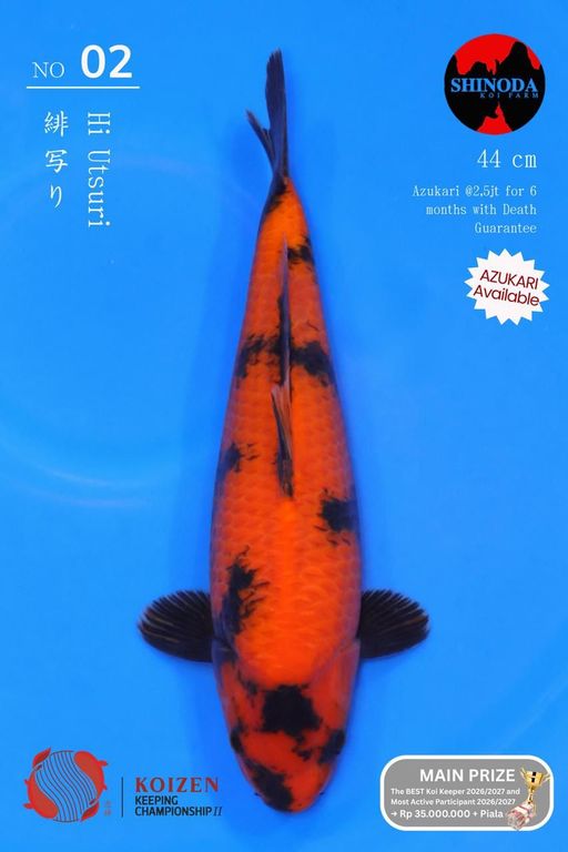Lelang Koi Online, Jual Beli Ikan Koi, Pusat Jual Beli Koi, Info Lelang Koi Hari Ini, Platform Jual Beli Koi, Jual Beli Ikan Koi Online, Marketplace Ikan Koi, Jual Koi Terbaik, Tempat Beli Koi Berkualitas, Pasar Ikan Koi Online Terpercaya, Penjual Ikan Koi Terpercaya, Beli Koi Hias Online, Ikan Koi untuk Dijual, Koi Kualitas Terbaik, Toko Online Ikan Koi, Koi Hias Untuk Dijual, Jual Beli Ikan Koi Lokal, Koi Indonesia Online, Pusat Jual Beli Koi Terbesar