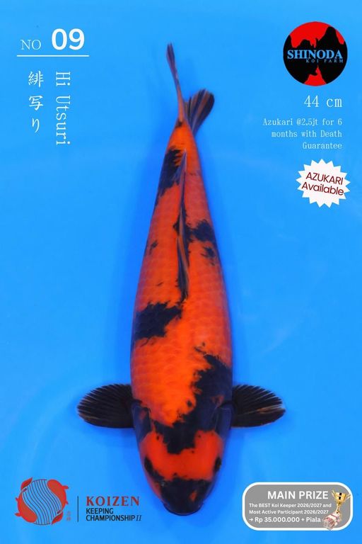 Lelang Koi Online, Jual Beli Ikan Koi, Pusat Jual Beli Koi, Info Lelang Koi Hari Ini, Platform Jual Beli Koi, Jual Beli Ikan Koi Online, Marketplace Ikan Koi, Jual Koi Terbaik, Tempat Beli Koi Berkualitas, Pasar Ikan Koi Online Terpercaya, Penjual Ikan Koi Terpercaya, Beli Koi Hias Online, Ikan Koi untuk Dijual, Koi Kualitas Terbaik, Toko Online Ikan Koi, Koi Hias Untuk Dijual, Jual Beli Ikan Koi Lokal, Koi Indonesia Online, Pusat Jual Beli Koi Terbesar