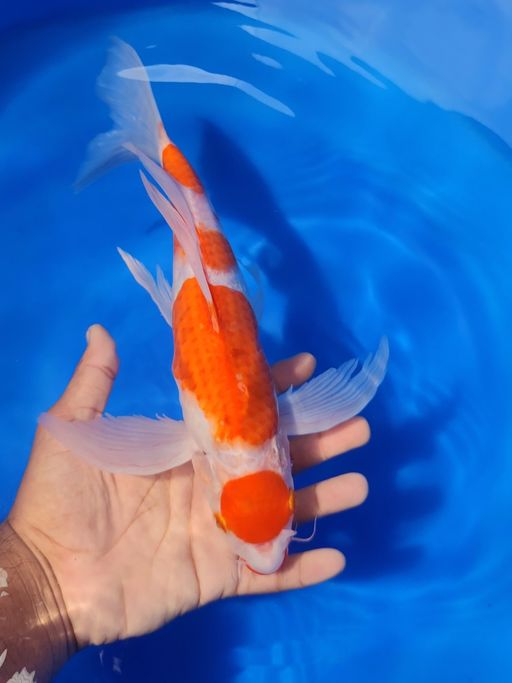 Lelang Koi Online, Jual Beli Ikan Koi, Pusat Jual Beli Koi, Info Lelang Koi Hari Ini, Platform Jual Beli Koi, Jual Beli Ikan Koi Online, Marketplace Ikan Koi, Jual Koi Terbaik, Tempat Beli Koi Berkualitas, Pasar Ikan Koi Online Terpercaya, Penjual Ikan Koi Terpercaya, Beli Koi Hias Online, Ikan Koi untuk Dijual, Koi Kualitas Terbaik, Toko Online Ikan Koi, Koi Hias Untuk Dijual, Jual Beli Ikan Koi Lokal, Koi Indonesia Online, Pusat Jual Beli Koi Terbesar