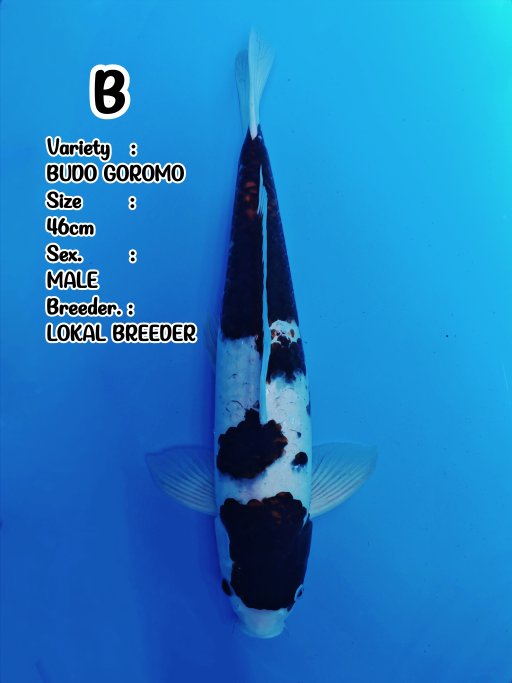 Lelang Koi Online, Jual Beli Ikan Koi, Pusat Jual Beli Koi, Info Lelang Koi Hari Ini, Platform Jual Beli Koi, Jual Beli Ikan Koi Online, Marketplace Ikan Koi, Jual Koi Terbaik, Tempat Beli Koi Berkualitas, Pasar Ikan Koi Online Terpercaya, Penjual Ikan Koi Terpercaya, Beli Koi Hias Online, Ikan Koi untuk Dijual, Koi Kualitas Terbaik, Toko Online Ikan Koi, Koi Hias Untuk Dijual, Jual Beli Ikan Koi Lokal, Koi Indonesia Online, Pusat Jual Beli Koi Terbesar