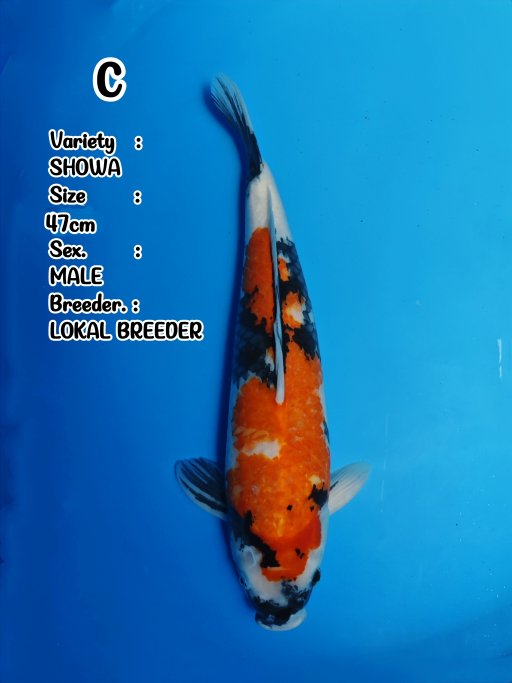 Lelang Koi Online, Jual Beli Ikan Koi, Pusat Jual Beli Koi, Info Lelang Koi Hari Ini, Platform Jual Beli Koi, Jual Beli Ikan Koi Online, Marketplace Ikan Koi, Jual Koi Terbaik, Tempat Beli Koi Berkualitas, Pasar Ikan Koi Online Terpercaya, Penjual Ikan Koi Terpercaya, Beli Koi Hias Online, Ikan Koi untuk Dijual, Koi Kualitas Terbaik, Toko Online Ikan Koi, Koi Hias Untuk Dijual, Jual Beli Ikan Koi Lokal, Koi Indonesia Online, Pusat Jual Beli Koi Terbesar