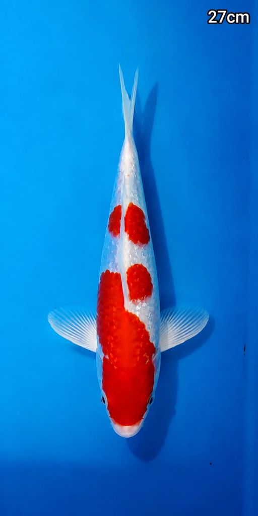 Lelang Koi Online, Jual Beli Ikan Koi, Pusat Jual Beli Koi, Info Lelang Koi Hari Ini, Platform Jual Beli Koi, Jual Beli Ikan Koi Online, Marketplace Ikan Koi, Jual Koi Terbaik, Tempat Beli Koi Berkualitas, Pasar Ikan Koi Online Terpercaya, Penjual Ikan Koi Terpercaya, Beli Koi Hias Online, Ikan Koi untuk Dijual, Koi Kualitas Terbaik, Toko Online Ikan Koi, Koi Hias Untuk Dijual, Jual Beli Ikan Koi Lokal, Koi Indonesia Online, Pusat Jual Beli Koi Terbesar