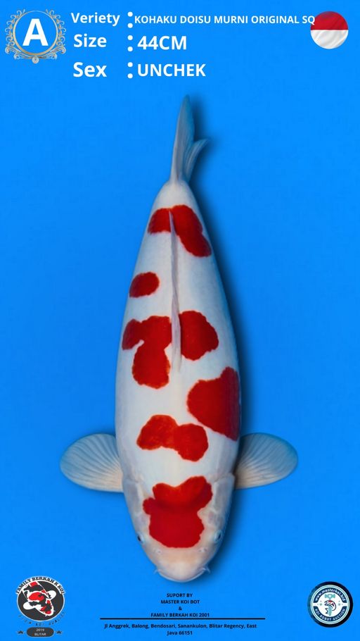 Lelang Koi Online, Jual Beli Ikan Koi, Pusat Jual Beli Koi, Info Lelang Koi Hari Ini, Platform Jual Beli Koi, Jual Beli Ikan Koi Online, Marketplace Ikan Koi, Jual Koi Terbaik, Tempat Beli Koi Berkualitas, Pasar Ikan Koi Online Terpercaya, Penjual Ikan Koi Terpercaya, Beli Koi Hias Online, Ikan Koi untuk Dijual, Koi Kualitas Terbaik, Toko Online Ikan Koi, Koi Hias Untuk Dijual, Jual Beli Ikan Koi Lokal, Koi Indonesia Online, Pusat Jual Beli Koi Terbesar