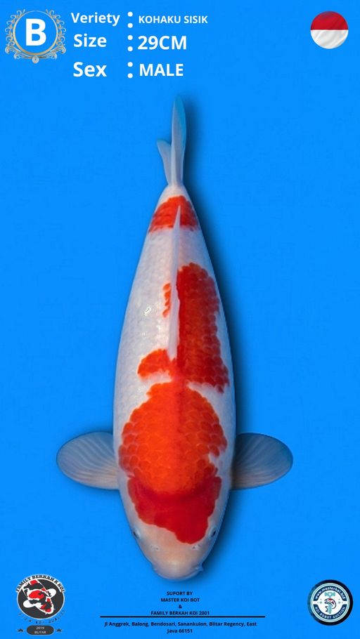 Lelang Koi Online, Jual Beli Ikan Koi, Pusat Jual Beli Koi, Info Lelang Koi Hari Ini, Platform Jual Beli Koi, Jual Beli Ikan Koi Online, Marketplace Ikan Koi, Jual Koi Terbaik, Tempat Beli Koi Berkualitas, Pasar Ikan Koi Online Terpercaya, Penjual Ikan Koi Terpercaya, Beli Koi Hias Online, Ikan Koi untuk Dijual, Koi Kualitas Terbaik, Toko Online Ikan Koi, Koi Hias Untuk Dijual, Jual Beli Ikan Koi Lokal, Koi Indonesia Online, Pusat Jual Beli Koi Terbesar