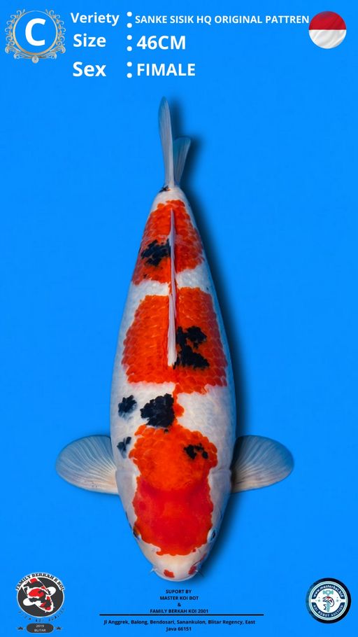 Lelang Koi Online, Jual Beli Ikan Koi, Pusat Jual Beli Koi, Info Lelang Koi Hari Ini, Platform Jual Beli Koi, Jual Beli Ikan Koi Online, Marketplace Ikan Koi, Jual Koi Terbaik, Tempat Beli Koi Berkualitas, Pasar Ikan Koi Online Terpercaya, Penjual Ikan Koi Terpercaya, Beli Koi Hias Online, Ikan Koi untuk Dijual, Koi Kualitas Terbaik, Toko Online Ikan Koi, Koi Hias Untuk Dijual, Jual Beli Ikan Koi Lokal, Koi Indonesia Online, Pusat Jual Beli Koi Terbesar