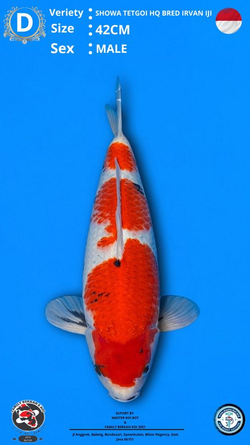 Lelang Koi Online, Jual Beli Ikan Koi, Pusat Jual Beli Koi, Info Lelang Koi Hari Ini, Platform Jual Beli Koi, Jual Beli Ikan Koi Online, Marketplace Ikan Koi, Jual Koi Terbaik, Tempat Beli Koi Berkualitas, Pasar Ikan Koi Online Terpercaya, Penjual Ikan Koi Terpercaya, Beli Koi Hias Online, Ikan Koi untuk Dijual, Koi Kualitas Terbaik, Toko Online Ikan Koi, Koi Hias Untuk Dijual, Jual Beli Ikan Koi Lokal, Koi Indonesia Online, Pusat Jual Beli Koi Terbesar