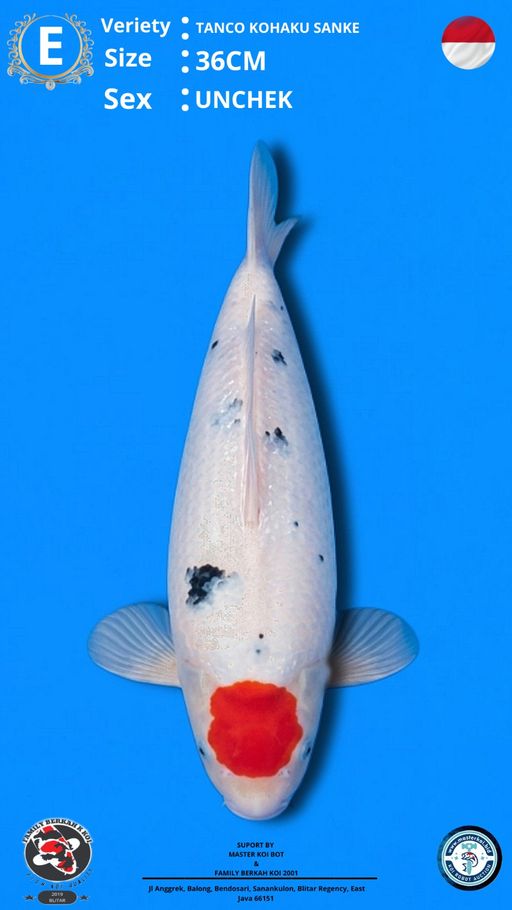 Lelang Koi Online, Jual Beli Ikan Koi, Pusat Jual Beli Koi, Info Lelang Koi Hari Ini, Platform Jual Beli Koi, Jual Beli Ikan Koi Online, Marketplace Ikan Koi, Jual Koi Terbaik, Tempat Beli Koi Berkualitas, Pasar Ikan Koi Online Terpercaya, Penjual Ikan Koi Terpercaya, Beli Koi Hias Online, Ikan Koi untuk Dijual, Koi Kualitas Terbaik, Toko Online Ikan Koi, Koi Hias Untuk Dijual, Jual Beli Ikan Koi Lokal, Koi Indonesia Online, Pusat Jual Beli Koi Terbesar