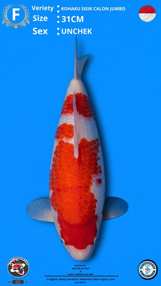 Lelang Koi Online, Jual Beli Ikan Koi, Pusat Jual Beli Koi, Info Lelang Koi Hari Ini, Platform Jual Beli Koi, Jual Beli Ikan Koi Online, Marketplace Ikan Koi, Jual Koi Terbaik, Tempat Beli Koi Berkualitas, Pasar Ikan Koi Online Terpercaya, Penjual Ikan Koi Terpercaya, Beli Koi Hias Online, Ikan Koi untuk Dijual, Koi Kualitas Terbaik, Toko Online Ikan Koi, Koi Hias Untuk Dijual, Jual Beli Ikan Koi Lokal, Koi Indonesia Online, Pusat Jual Beli Koi Terbesar