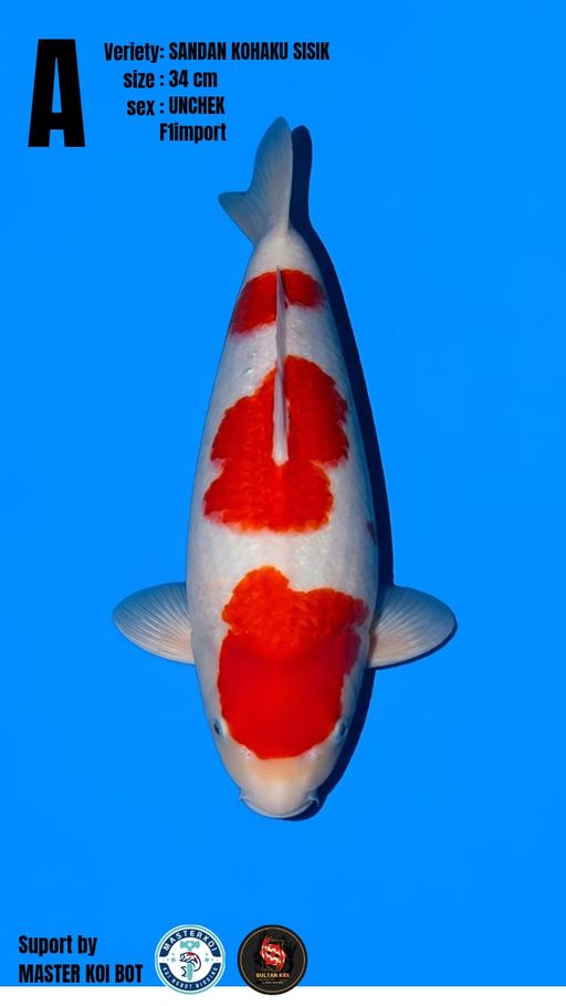 Lelang Koi Online, Jual Beli Ikan Koi, Pusat Jual Beli Koi, Info Lelang Koi Hari Ini, Platform Jual Beli Koi, Jual Beli Ikan Koi Online, Marketplace Ikan Koi, Jual Koi Terbaik, Tempat Beli Koi Berkualitas, Pasar Ikan Koi Online Terpercaya, Penjual Ikan Koi Terpercaya, Beli Koi Hias Online, Ikan Koi untuk Dijual, Koi Kualitas Terbaik, Toko Online Ikan Koi, Koi Hias Untuk Dijual, Jual Beli Ikan Koi Lokal, Koi Indonesia Online, Pusat Jual Beli Koi Terbesar