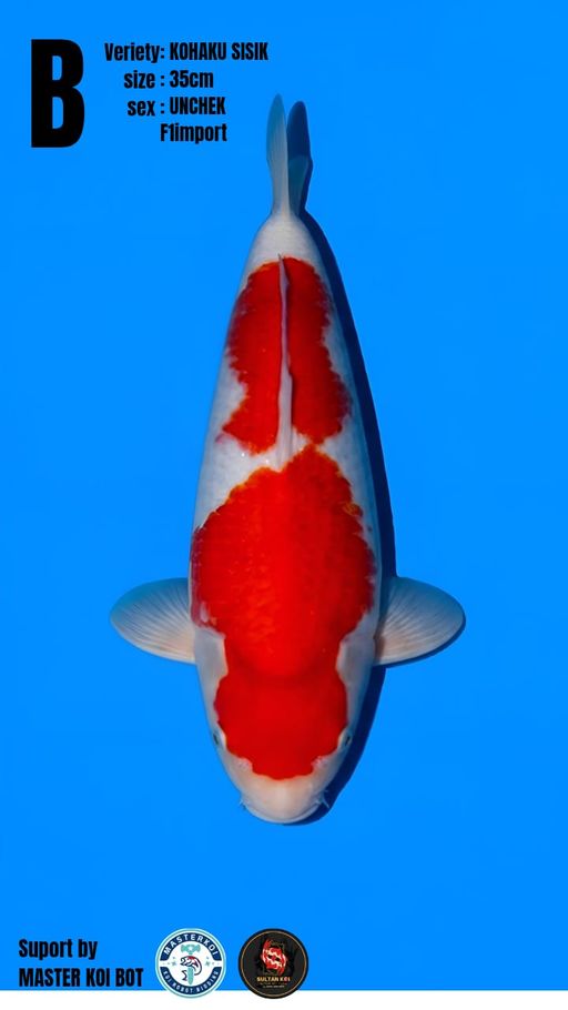 Lelang Koi Online, Jual Beli Ikan Koi, Pusat Jual Beli Koi, Info Lelang Koi Hari Ini, Platform Jual Beli Koi, Jual Beli Ikan Koi Online, Marketplace Ikan Koi, Jual Koi Terbaik, Tempat Beli Koi Berkualitas, Pasar Ikan Koi Online Terpercaya, Penjual Ikan Koi Terpercaya, Beli Koi Hias Online, Ikan Koi untuk Dijual, Koi Kualitas Terbaik, Toko Online Ikan Koi, Koi Hias Untuk Dijual, Jual Beli Ikan Koi Lokal, Koi Indonesia Online, Pusat Jual Beli Koi Terbesar