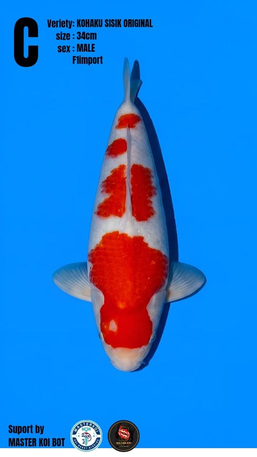 Lelang Koi Online, Jual Beli Ikan Koi, Pusat Jual Beli Koi, Info Lelang Koi Hari Ini, Platform Jual Beli Koi, Jual Beli Ikan Koi Online, Marketplace Ikan Koi, Jual Koi Terbaik, Tempat Beli Koi Berkualitas, Pasar Ikan Koi Online Terpercaya, Penjual Ikan Koi Terpercaya, Beli Koi Hias Online, Ikan Koi untuk Dijual, Koi Kualitas Terbaik, Toko Online Ikan Koi, Koi Hias Untuk Dijual, Jual Beli Ikan Koi Lokal, Koi Indonesia Online, Pusat Jual Beli Koi Terbesar