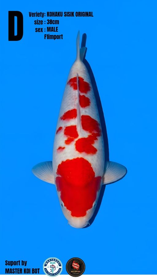Lelang Koi Online, Jual Beli Ikan Koi, Pusat Jual Beli Koi, Info Lelang Koi Hari Ini, Platform Jual Beli Koi, Jual Beli Ikan Koi Online, Marketplace Ikan Koi, Jual Koi Terbaik, Tempat Beli Koi Berkualitas, Pasar Ikan Koi Online Terpercaya, Penjual Ikan Koi Terpercaya, Beli Koi Hias Online, Ikan Koi untuk Dijual, Koi Kualitas Terbaik, Toko Online Ikan Koi, Koi Hias Untuk Dijual, Jual Beli Ikan Koi Lokal, Koi Indonesia Online, Pusat Jual Beli Koi Terbesar