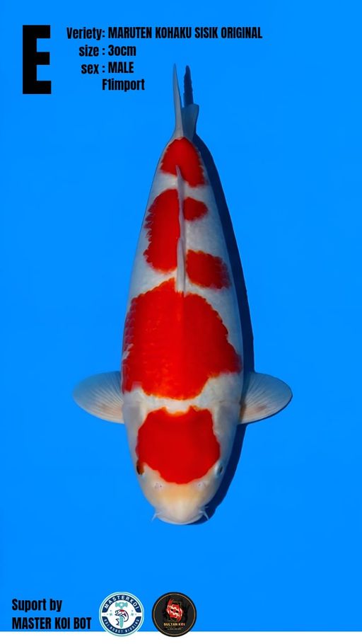 Lelang Koi Online, Jual Beli Ikan Koi, Pusat Jual Beli Koi, Info Lelang Koi Hari Ini, Platform Jual Beli Koi, Jual Beli Ikan Koi Online, Marketplace Ikan Koi, Jual Koi Terbaik, Tempat Beli Koi Berkualitas, Pasar Ikan Koi Online Terpercaya, Penjual Ikan Koi Terpercaya, Beli Koi Hias Online, Ikan Koi untuk Dijual, Koi Kualitas Terbaik, Toko Online Ikan Koi, Koi Hias Untuk Dijual, Jual Beli Ikan Koi Lokal, Koi Indonesia Online, Pusat Jual Beli Koi Terbesar