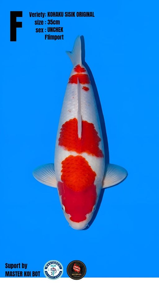 Lelang Koi Online, Jual Beli Ikan Koi, Pusat Jual Beli Koi, Info Lelang Koi Hari Ini, Platform Jual Beli Koi, Jual Beli Ikan Koi Online, Marketplace Ikan Koi, Jual Koi Terbaik, Tempat Beli Koi Berkualitas, Pasar Ikan Koi Online Terpercaya, Penjual Ikan Koi Terpercaya, Beli Koi Hias Online, Ikan Koi untuk Dijual, Koi Kualitas Terbaik, Toko Online Ikan Koi, Koi Hias Untuk Dijual, Jual Beli Ikan Koi Lokal, Koi Indonesia Online, Pusat Jual Beli Koi Terbesar