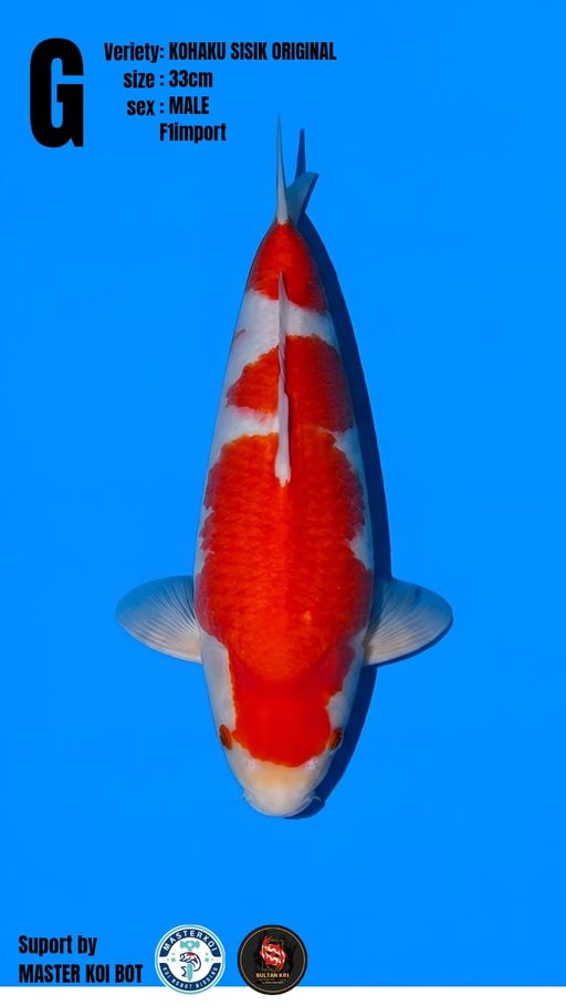 Lelang Koi Online, Jual Beli Ikan Koi, Pusat Jual Beli Koi, Info Lelang Koi Hari Ini, Platform Jual Beli Koi, Jual Beli Ikan Koi Online, Marketplace Ikan Koi, Jual Koi Terbaik, Tempat Beli Koi Berkualitas, Pasar Ikan Koi Online Terpercaya, Penjual Ikan Koi Terpercaya, Beli Koi Hias Online, Ikan Koi untuk Dijual, Koi Kualitas Terbaik, Toko Online Ikan Koi, Koi Hias Untuk Dijual, Jual Beli Ikan Koi Lokal, Koi Indonesia Online, Pusat Jual Beli Koi Terbesar
