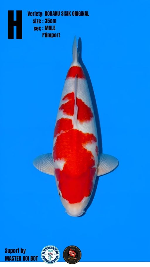 Lelang Koi Online, Jual Beli Ikan Koi, Pusat Jual Beli Koi, Info Lelang Koi Hari Ini, Platform Jual Beli Koi, Jual Beli Ikan Koi Online, Marketplace Ikan Koi, Jual Koi Terbaik, Tempat Beli Koi Berkualitas, Pasar Ikan Koi Online Terpercaya, Penjual Ikan Koi Terpercaya, Beli Koi Hias Online, Ikan Koi untuk Dijual, Koi Kualitas Terbaik, Toko Online Ikan Koi, Koi Hias Untuk Dijual, Jual Beli Ikan Koi Lokal, Koi Indonesia Online, Pusat Jual Beli Koi Terbesar