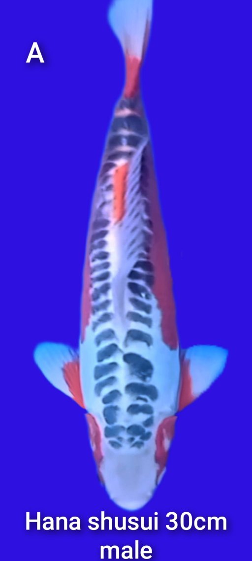 Lelang Koi Online, Jual Beli Ikan Koi, Pusat Jual Beli Koi, Info Lelang Koi Hari Ini, Platform Jual Beli Koi, Jual Beli Ikan Koi Online, Marketplace Ikan Koi, Jual Koi Terbaik, Tempat Beli Koi Berkualitas, Pasar Ikan Koi Online Terpercaya, Penjual Ikan Koi Terpercaya, Beli Koi Hias Online, Ikan Koi untuk Dijual, Koi Kualitas Terbaik, Toko Online Ikan Koi, Koi Hias Untuk Dijual, Jual Beli Ikan Koi Lokal, Koi Indonesia Online, Pusat Jual Beli Koi Terbesar
