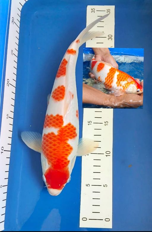 Lelang Koi Online, Jual Beli Ikan Koi, Pusat Jual Beli Koi, Info Lelang Koi Hari Ini, Platform Jual Beli Koi, Jual Beli Ikan Koi Online, Marketplace Ikan Koi, Jual Koi Terbaik, Tempat Beli Koi Berkualitas, Pasar Ikan Koi Online Terpercaya, Penjual Ikan Koi Terpercaya, Beli Koi Hias Online, Ikan Koi untuk Dijual, Koi Kualitas Terbaik, Toko Online Ikan Koi, Koi Hias Untuk Dijual, Jual Beli Ikan Koi Lokal, Koi Indonesia Online, Pusat Jual Beli Koi Terbesar