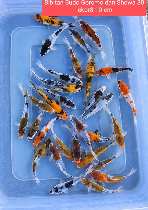 Lelang Koi Online, Jual Beli Ikan Koi, Pusat Jual Beli Koi, Info Lelang Koi Hari Ini, Platform Jual Beli Koi, Jual Beli Ikan Koi Online, Marketplace Ikan Koi, Jual Koi Terbaik, Tempat Beli Koi Berkualitas, Pasar Ikan Koi Online Terpercaya, Penjual Ikan Koi Terpercaya, Beli Koi Hias Online, Ikan Koi untuk Dijual, Koi Kualitas Terbaik, Toko Online Ikan Koi, Koi Hias Untuk Dijual, Jual Beli Ikan Koi Lokal, Koi Indonesia Online, Pusat Jual Beli Koi Terbesar