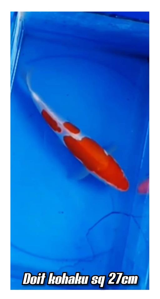 Lelang Koi Online, Jual Beli Ikan Koi, Pusat Jual Beli Koi, Info Lelang Koi Hari Ini, Platform Jual Beli Koi, Jual Beli Ikan Koi Online, Marketplace Ikan Koi, Jual Koi Terbaik, Tempat Beli Koi Berkualitas, Pasar Ikan Koi Online Terpercaya, Penjual Ikan Koi Terpercaya, Beli Koi Hias Online, Ikan Koi untuk Dijual, Koi Kualitas Terbaik, Toko Online Ikan Koi, Koi Hias Untuk Dijual, Jual Beli Ikan Koi Lokal, Koi Indonesia Online, Pusat Jual Beli Koi Terbesar