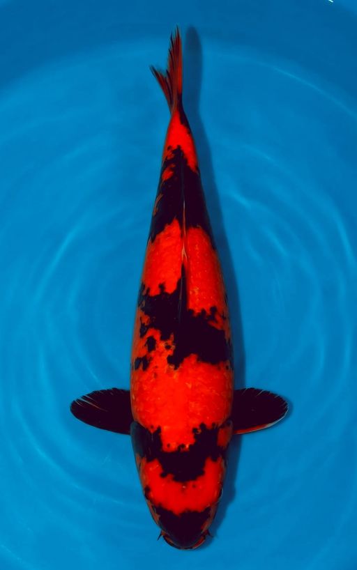 Lelang Koi Online, Jual Beli Ikan Koi, Pusat Jual Beli Koi, Info Lelang Koi Hari Ini, Platform Jual Beli Koi, Jual Beli Ikan Koi Online, Marketplace Ikan Koi, Jual Koi Terbaik, Tempat Beli Koi Berkualitas, Pasar Ikan Koi Online Terpercaya, Penjual Ikan Koi Terpercaya, Beli Koi Hias Online, Ikan Koi untuk Dijual, Koi Kualitas Terbaik, Toko Online Ikan Koi, Koi Hias Untuk Dijual, Jual Beli Ikan Koi Lokal, Koi Indonesia Online, Pusat Jual Beli Koi Terbesar