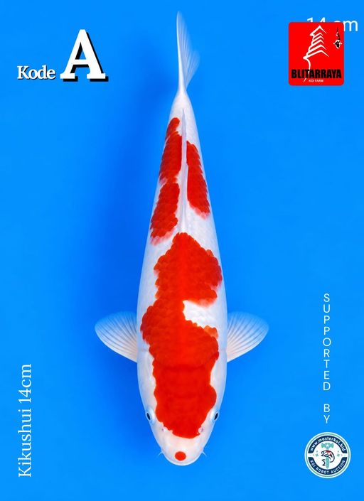 Lelang Koi Online, Jual Beli Ikan Koi, Pusat Jual Beli Koi, Info Lelang Koi Hari Ini, Platform Jual Beli Koi, Jual Beli Ikan Koi Online, Marketplace Ikan Koi, Jual Koi Terbaik, Tempat Beli Koi Berkualitas, Pasar Ikan Koi Online Terpercaya, Penjual Ikan Koi Terpercaya, Beli Koi Hias Online, Ikan Koi untuk Dijual, Koi Kualitas Terbaik, Toko Online Ikan Koi, Koi Hias Untuk Dijual, Jual Beli Ikan Koi Lokal, Koi Indonesia Online, Pusat Jual Beli Koi Terbesar