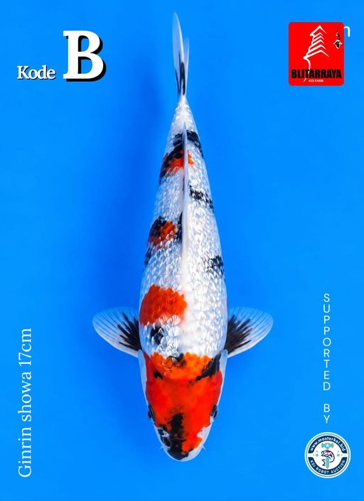 Lelang Koi Online, Jual Beli Ikan Koi, Pusat Jual Beli Koi, Info Lelang Koi Hari Ini, Platform Jual Beli Koi, Jual Beli Ikan Koi Online, Marketplace Ikan Koi, Jual Koi Terbaik, Tempat Beli Koi Berkualitas, Pasar Ikan Koi Online Terpercaya, Penjual Ikan Koi Terpercaya, Beli Koi Hias Online, Ikan Koi untuk Dijual, Koi Kualitas Terbaik, Toko Online Ikan Koi, Koi Hias Untuk Dijual, Jual Beli Ikan Koi Lokal, Koi Indonesia Online, Pusat Jual Beli Koi Terbesar