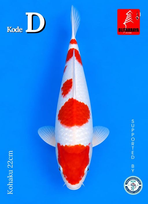 Lelang Koi Online, Jual Beli Ikan Koi, Pusat Jual Beli Koi, Info Lelang Koi Hari Ini, Platform Jual Beli Koi, Jual Beli Ikan Koi Online, Marketplace Ikan Koi, Jual Koi Terbaik, Tempat Beli Koi Berkualitas, Pasar Ikan Koi Online Terpercaya, Penjual Ikan Koi Terpercaya, Beli Koi Hias Online, Ikan Koi untuk Dijual, Koi Kualitas Terbaik, Toko Online Ikan Koi, Koi Hias Untuk Dijual, Jual Beli Ikan Koi Lokal, Koi Indonesia Online, Pusat Jual Beli Koi Terbesar