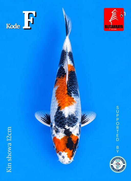 Lelang Koi Online, Jual Beli Ikan Koi, Pusat Jual Beli Koi, Info Lelang Koi Hari Ini, Platform Jual Beli Koi, Jual Beli Ikan Koi Online, Marketplace Ikan Koi, Jual Koi Terbaik, Tempat Beli Koi Berkualitas, Pasar Ikan Koi Online Terpercaya, Penjual Ikan Koi Terpercaya, Beli Koi Hias Online, Ikan Koi untuk Dijual, Koi Kualitas Terbaik, Toko Online Ikan Koi, Koi Hias Untuk Dijual, Jual Beli Ikan Koi Lokal, Koi Indonesia Online, Pusat Jual Beli Koi Terbesar