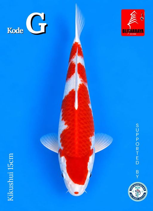 Lelang Koi Online, Jual Beli Ikan Koi, Pusat Jual Beli Koi, Info Lelang Koi Hari Ini, Platform Jual Beli Koi, Jual Beli Ikan Koi Online, Marketplace Ikan Koi, Jual Koi Terbaik, Tempat Beli Koi Berkualitas, Pasar Ikan Koi Online Terpercaya, Penjual Ikan Koi Terpercaya, Beli Koi Hias Online, Ikan Koi untuk Dijual, Koi Kualitas Terbaik, Toko Online Ikan Koi, Koi Hias Untuk Dijual, Jual Beli Ikan Koi Lokal, Koi Indonesia Online, Pusat Jual Beli Koi Terbesar