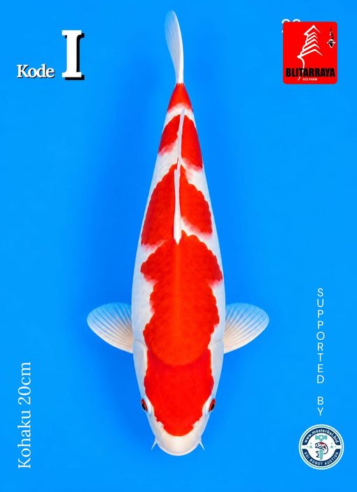 Lelang Koi Online, Jual Beli Ikan Koi, Pusat Jual Beli Koi, Info Lelang Koi Hari Ini, Platform Jual Beli Koi, Jual Beli Ikan Koi Online, Marketplace Ikan Koi, Jual Koi Terbaik, Tempat Beli Koi Berkualitas, Pasar Ikan Koi Online Terpercaya, Penjual Ikan Koi Terpercaya, Beli Koi Hias Online, Ikan Koi untuk Dijual, Koi Kualitas Terbaik, Toko Online Ikan Koi, Koi Hias Untuk Dijual, Jual Beli Ikan Koi Lokal, Koi Indonesia Online, Pusat Jual Beli Koi Terbesar