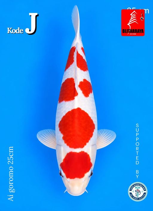 Lelang Koi Online, Jual Beli Ikan Koi, Pusat Jual Beli Koi, Info Lelang Koi Hari Ini, Platform Jual Beli Koi, Jual Beli Ikan Koi Online, Marketplace Ikan Koi, Jual Koi Terbaik, Tempat Beli Koi Berkualitas, Pasar Ikan Koi Online Terpercaya, Penjual Ikan Koi Terpercaya, Beli Koi Hias Online, Ikan Koi untuk Dijual, Koi Kualitas Terbaik, Toko Online Ikan Koi, Koi Hias Untuk Dijual, Jual Beli Ikan Koi Lokal, Koi Indonesia Online, Pusat Jual Beli Koi Terbesar