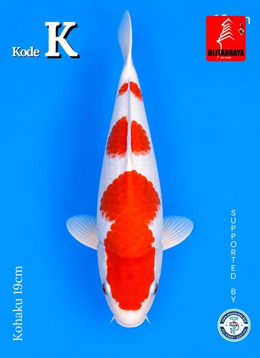 Lelang Koi Online, Jual Beli Ikan Koi, Pusat Jual Beli Koi, Info Lelang Koi Hari Ini, Platform Jual Beli Koi, Jual Beli Ikan Koi Online, Marketplace Ikan Koi, Jual Koi Terbaik, Tempat Beli Koi Berkualitas, Pasar Ikan Koi Online Terpercaya, Penjual Ikan Koi Terpercaya, Beli Koi Hias Online, Ikan Koi untuk Dijual, Koi Kualitas Terbaik, Toko Online Ikan Koi, Koi Hias Untuk Dijual, Jual Beli Ikan Koi Lokal, Koi Indonesia Online, Pusat Jual Beli Koi Terbesar