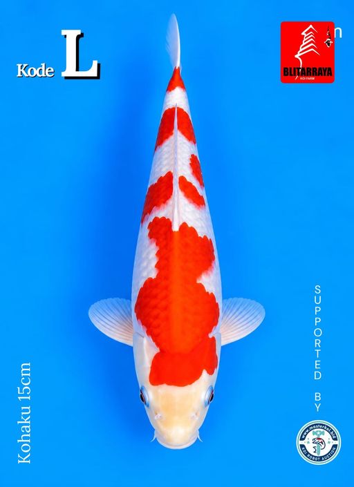 Lelang Koi Online, Jual Beli Ikan Koi, Pusat Jual Beli Koi, Info Lelang Koi Hari Ini, Platform Jual Beli Koi, Jual Beli Ikan Koi Online, Marketplace Ikan Koi, Jual Koi Terbaik, Tempat Beli Koi Berkualitas, Pasar Ikan Koi Online Terpercaya, Penjual Ikan Koi Terpercaya, Beli Koi Hias Online, Ikan Koi untuk Dijual, Koi Kualitas Terbaik, Toko Online Ikan Koi, Koi Hias Untuk Dijual, Jual Beli Ikan Koi Lokal, Koi Indonesia Online, Pusat Jual Beli Koi Terbesar