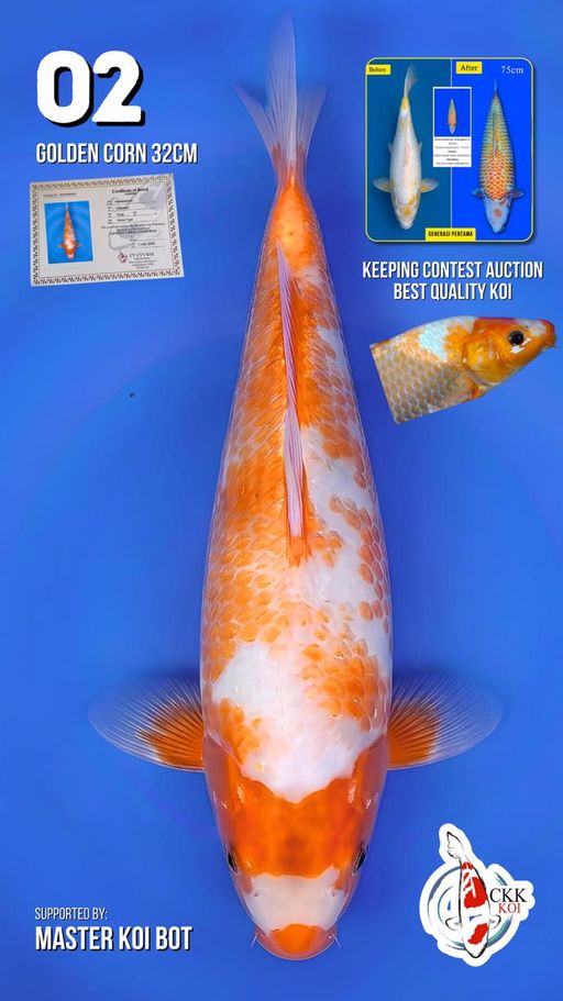 Lelang Koi Online, Jual Beli Ikan Koi, Pusat Jual Beli Koi, Info Lelang Koi Hari Ini, Platform Jual Beli Koi, Jual Beli Ikan Koi Online, Marketplace Ikan Koi, Jual Koi Terbaik, Tempat Beli Koi Berkualitas, Pasar Ikan Koi Online Terpercaya, Penjual Ikan Koi Terpercaya, Beli Koi Hias Online, Ikan Koi untuk Dijual, Koi Kualitas Terbaik, Toko Online Ikan Koi, Koi Hias Untuk Dijual, Jual Beli Ikan Koi Lokal, Koi Indonesia Online, Pusat Jual Beli Koi Terbesar
