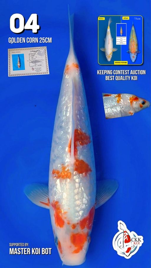 Lelang Koi Online, Jual Beli Ikan Koi, Pusat Jual Beli Koi, Info Lelang Koi Hari Ini, Platform Jual Beli Koi, Jual Beli Ikan Koi Online, Marketplace Ikan Koi, Jual Koi Terbaik, Tempat Beli Koi Berkualitas, Pasar Ikan Koi Online Terpercaya, Penjual Ikan Koi Terpercaya, Beli Koi Hias Online, Ikan Koi untuk Dijual, Koi Kualitas Terbaik, Toko Online Ikan Koi, Koi Hias Untuk Dijual, Jual Beli Ikan Koi Lokal, Koi Indonesia Online, Pusat Jual Beli Koi Terbesar