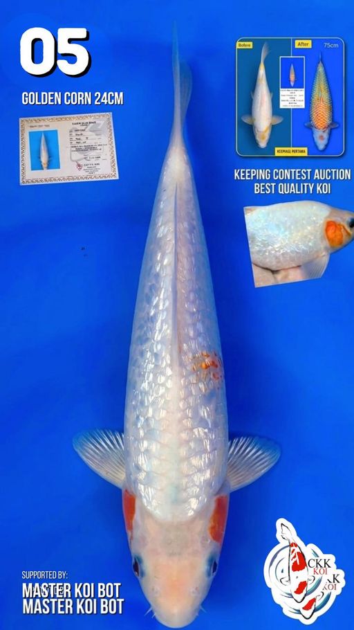 Lelang Koi Online, Jual Beli Ikan Koi, Pusat Jual Beli Koi, Info Lelang Koi Hari Ini, Platform Jual Beli Koi, Jual Beli Ikan Koi Online, Marketplace Ikan Koi, Jual Koi Terbaik, Tempat Beli Koi Berkualitas, Pasar Ikan Koi Online Terpercaya, Penjual Ikan Koi Terpercaya, Beli Koi Hias Online, Ikan Koi untuk Dijual, Koi Kualitas Terbaik, Toko Online Ikan Koi, Koi Hias Untuk Dijual, Jual Beli Ikan Koi Lokal, Koi Indonesia Online, Pusat Jual Beli Koi Terbesar