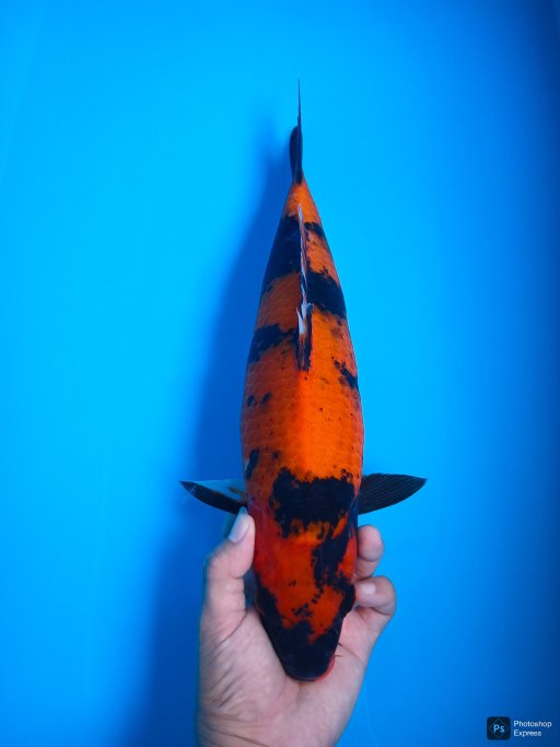 Lelang Koi Online, Jual Beli Ikan Koi, Pusat Jual Beli Koi, Info Lelang Koi Hari Ini, Platform Jual Beli Koi, Jual Beli Ikan Koi Online, Marketplace Ikan Koi, Jual Koi Terbaik, Tempat Beli Koi Berkualitas, Pasar Ikan Koi Online Terpercaya, Penjual Ikan Koi Terpercaya, Beli Koi Hias Online, Ikan Koi untuk Dijual, Koi Kualitas Terbaik, Toko Online Ikan Koi, Koi Hias Untuk Dijual, Jual Beli Ikan Koi Lokal, Koi Indonesia Online, Pusat Jual Beli Koi Terbesar
