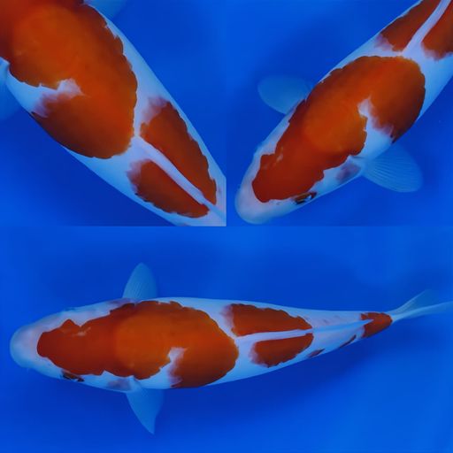 Lelang Koi Online, Jual Beli Ikan Koi, Pusat Jual Beli Koi, Info Lelang Koi Hari Ini, Platform Jual Beli Koi, Jual Beli Ikan Koi Online, Marketplace Ikan Koi, Jual Koi Terbaik, Tempat Beli Koi Berkualitas, Pasar Ikan Koi Online Terpercaya, Penjual Ikan Koi Terpercaya, Beli Koi Hias Online, Ikan Koi untuk Dijual, Koi Kualitas Terbaik, Toko Online Ikan Koi, Koi Hias Untuk Dijual, Jual Beli Ikan Koi Lokal, Koi Indonesia Online, Pusat Jual Beli Koi Terbesar