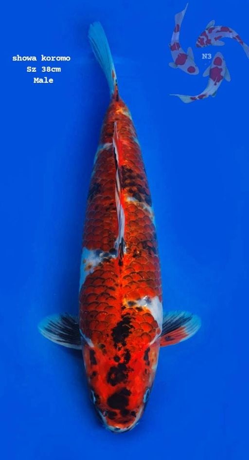 Lelang Koi Online, Jual Beli Ikan Koi, Pusat Jual Beli Koi, Info Lelang Koi Hari Ini, Platform Jual Beli Koi, Jual Beli Ikan Koi Online, Marketplace Ikan Koi, Jual Koi Terbaik, Tempat Beli Koi Berkualitas, Pasar Ikan Koi Online Terpercaya, Penjual Ikan Koi Terpercaya, Beli Koi Hias Online, Ikan Koi untuk Dijual, Koi Kualitas Terbaik, Toko Online Ikan Koi, Koi Hias Untuk Dijual, Jual Beli Ikan Koi Lokal, Koi Indonesia Online, Pusat Jual Beli Koi Terbesar
