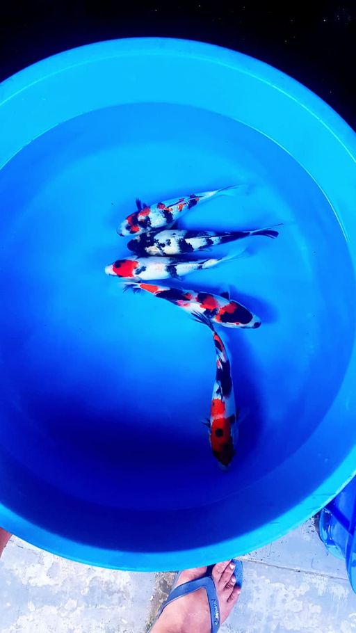 Lelang Koi Online, Jual Beli Ikan Koi, Pusat Jual Beli Koi, Info Lelang Koi Hari Ini, Platform Jual Beli Koi, Jual Beli Ikan Koi Online, Marketplace Ikan Koi, Jual Koi Terbaik, Tempat Beli Koi Berkualitas, Pasar Ikan Koi Online Terpercaya, Penjual Ikan Koi Terpercaya, Beli Koi Hias Online, Ikan Koi untuk Dijual, Koi Kualitas Terbaik, Toko Online Ikan Koi, Koi Hias Untuk Dijual, Jual Beli Ikan Koi Lokal, Koi Indonesia Online, Pusat Jual Beli Koi Terbesar